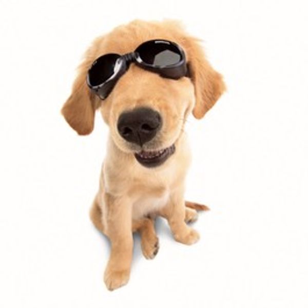 Doggels Solbriller